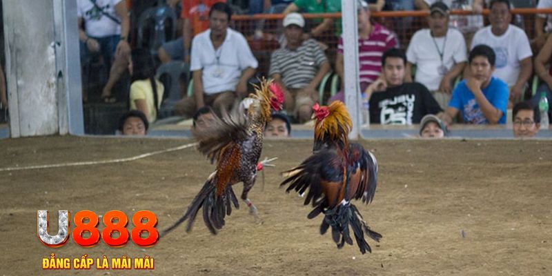 88new đăng nhập mậu binh khuyến mãi